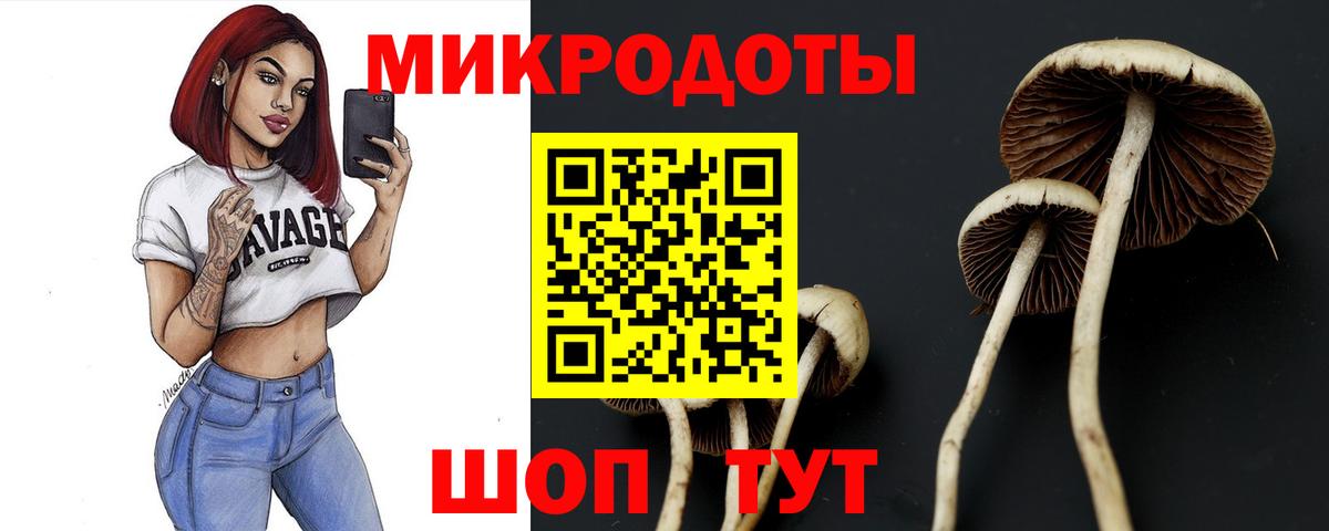 Псилоцибиновые грибы Psilocybe  Минусинск  наркота  Галлюциногенные грибы Psilocybe 